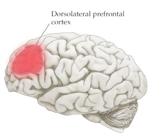 dorsolateral-prefrontal-cortex1